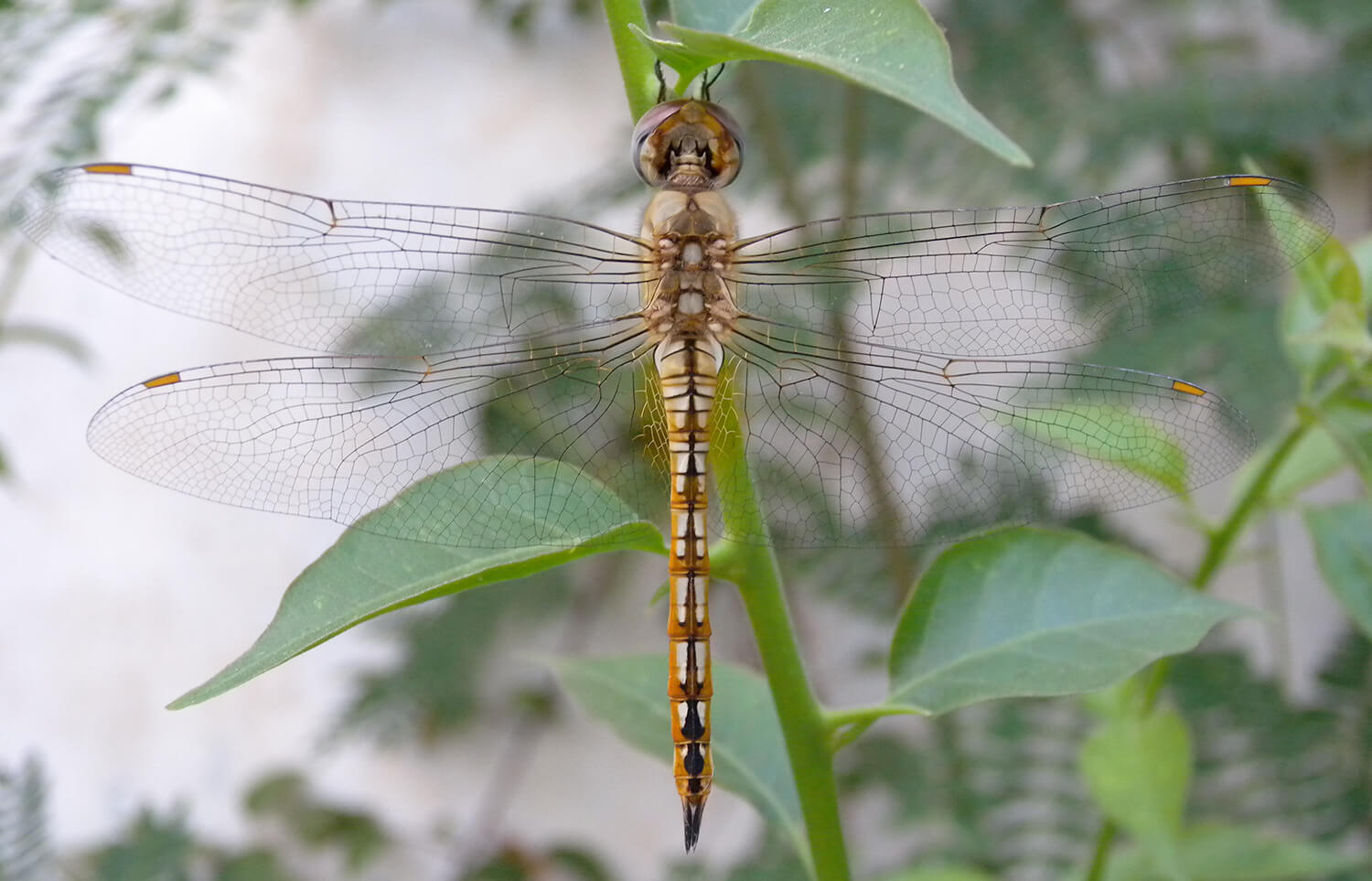 Female Wandering Glider by Damian Pinguey